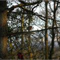 A robin in woods on Fairy Hill, Aberfoyle