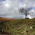 A lone tree, Glen Lochay, near Killin