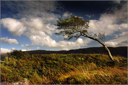 Wind swept tree on the shores of Loch Sunart.