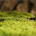 Bark on a bed of moss