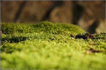 Bark on a bed of moss