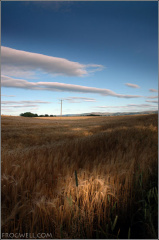 Wheat fields outside Crieff