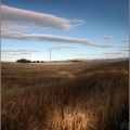 Wheat fields outside Crieff