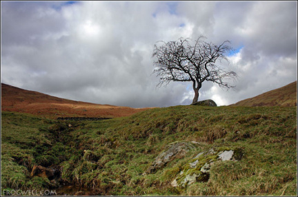A lone tree, Glen Lochay, near Killin