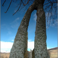 Split tree at the foot of Carn Chois, near Comrie