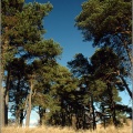 A congregation of Scots pine, Sheriffmuir