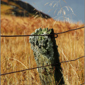 An old fence post