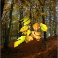 Autumn leaves on the Black Bank, Crieff