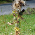 A dying thistle