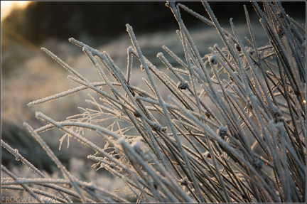 Frost covered reeds.