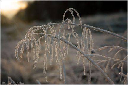 Frost covered grass.