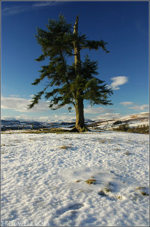 A lone tree above Monzie, Crieff