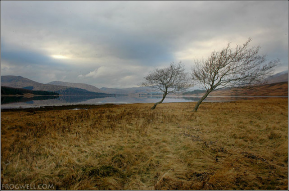 Wind swept trees on the shore of Loch Tulla