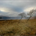 Wind swept trees on the shore of Loch Tulla