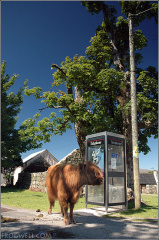 A Highland cow tries to make a call in Duirinish