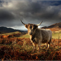 Highland cow.