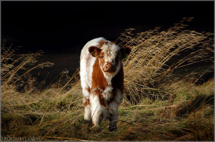 A calf.