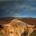 Highland cow.