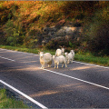 Wild goats trying to cause accidents.
