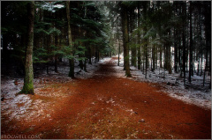 Glen Lednock circular walk woodland.