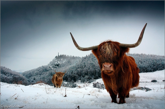 A pair of highland cows with Melville monument in the background.