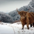 Highland cow above Glen Lednock.