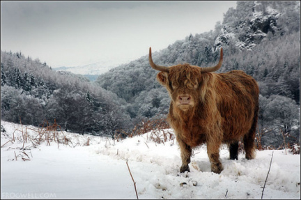 Highland cow above Glen Lednock.