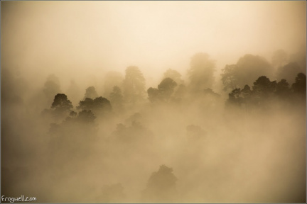 Misty woodland, Braco