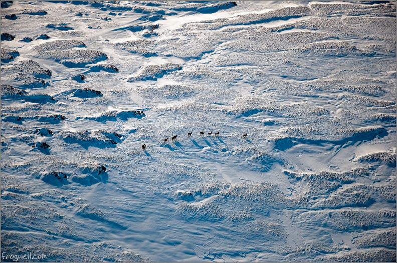 Aerial photo of deer on Meall na Fearna (1)