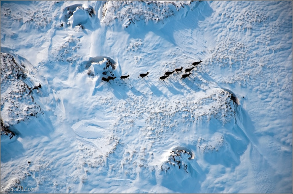 Deer on Meall na Fearna (1)