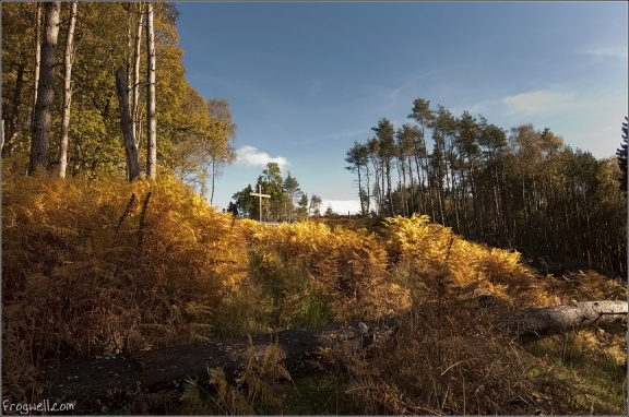 Laggan Wood Comrie (1)