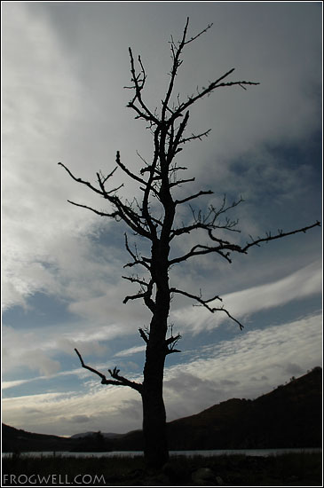 A skeleton of a tree by Loch Dochart