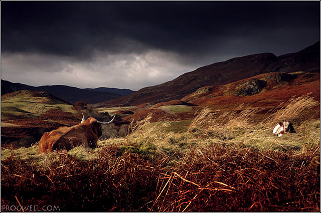 Highland cow and calf overlooking Glen Lednock.